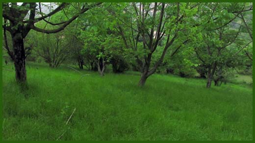 IMG_4535_copy.jpg (520×292)