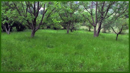 IMG_4536_copy.jpg (520×292)