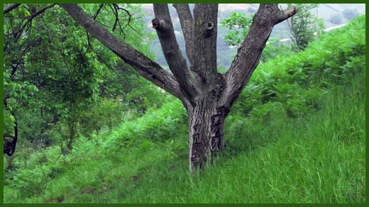 IMG_4538_copy.jpg (520×292)