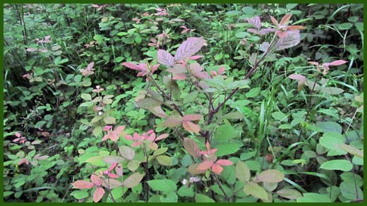 IMG_4540_copy.jpg (520×292)