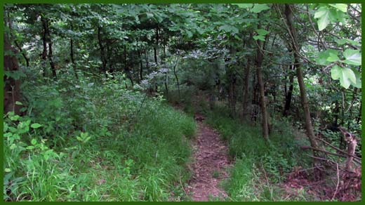 IMG_4584_copy.jpg (520×292)