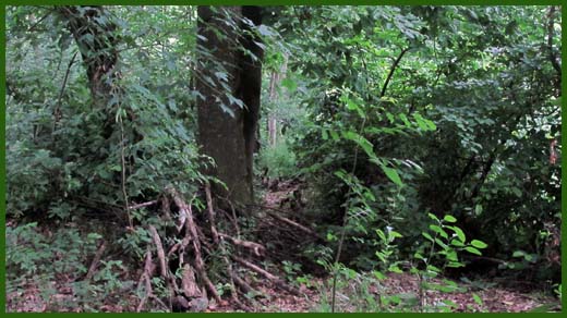 IMG_4586_copy.jpg (520×292)