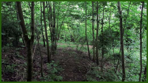 IMG_4591_copy.jpg (520×292)