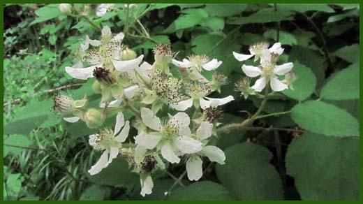 IMG_4595_copy.jpg (520×292)