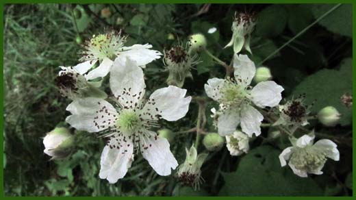 IMG_4602_copy.jpg (520×292)