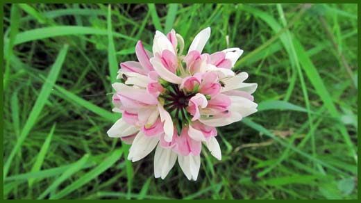 IMG_4614_copy.jpg (520×292)