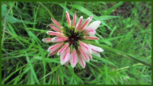 IMG_4615_copy.jpg (520×292)