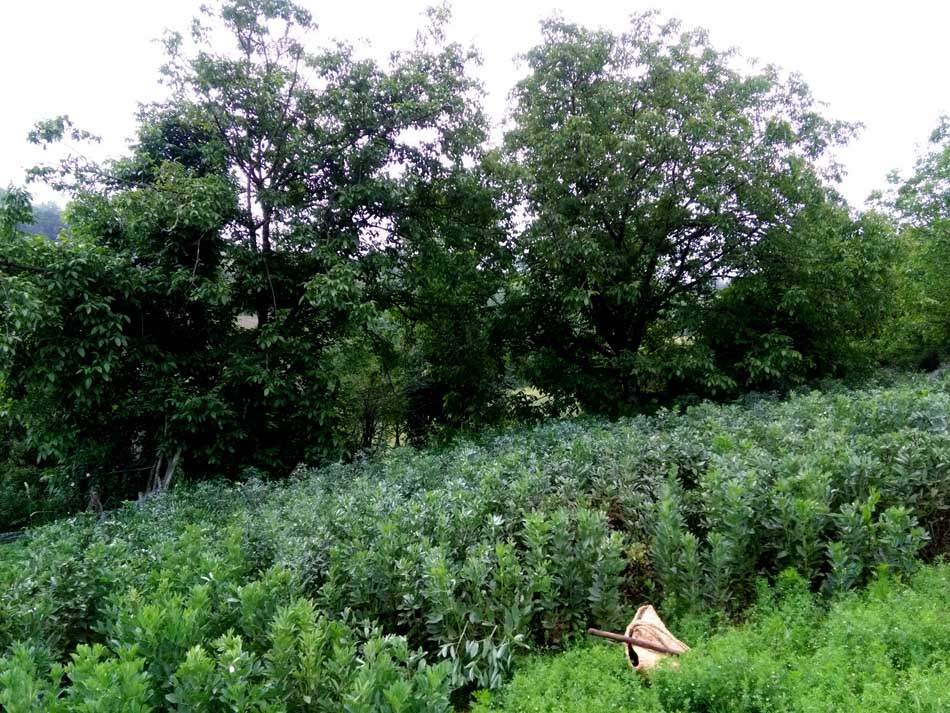 IMG_20160507_083053.jpg (950×713)