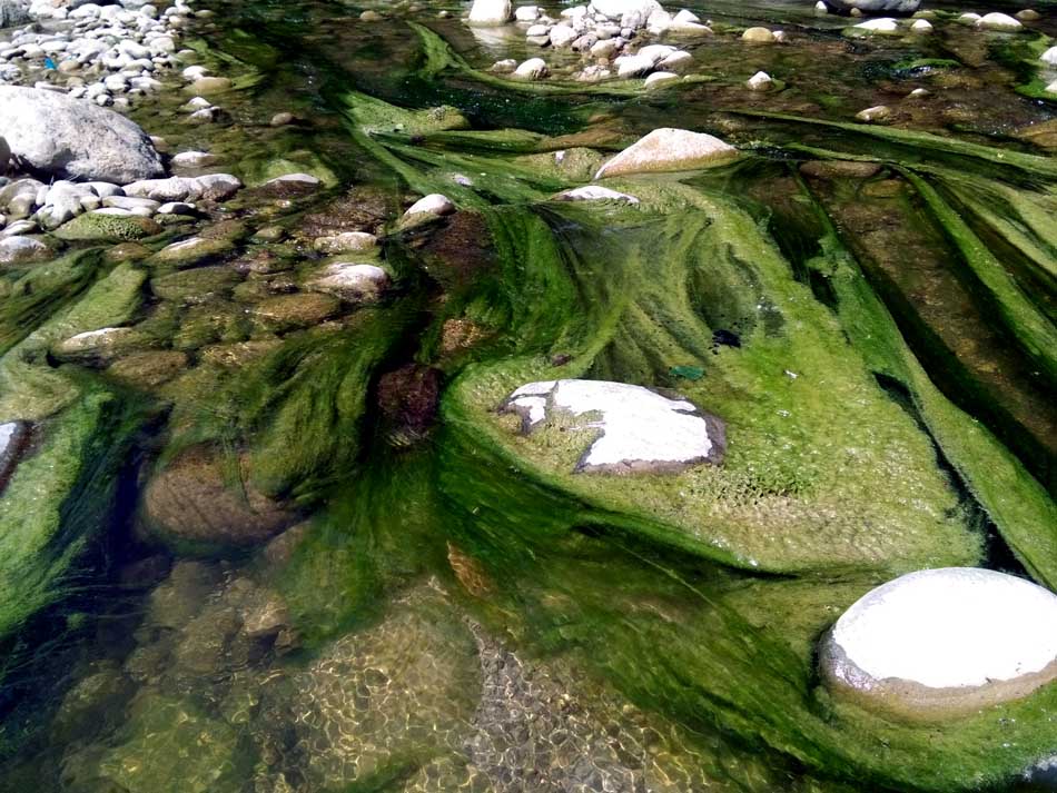 IMG_20160519_145239.jpg (950×713)