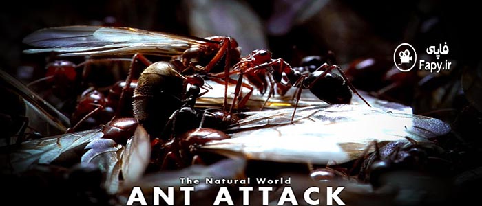 دانلود رایگان مستند Natural World: Ant Attack 2006