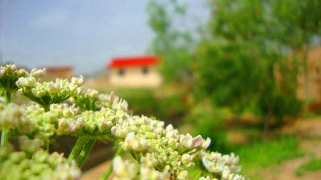 روستای چرگر