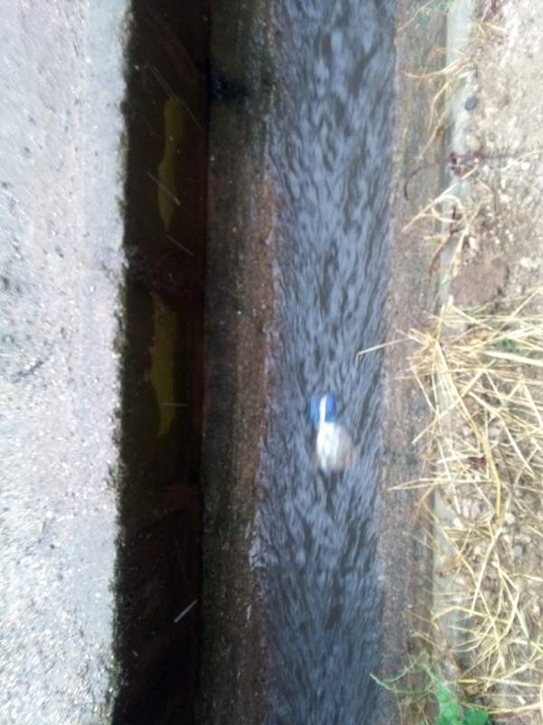 IMG_20160608_090430.jpg (600×800)