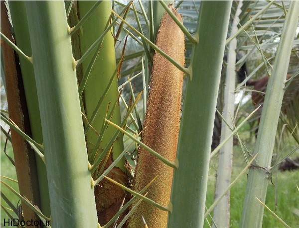 خواص طارونه