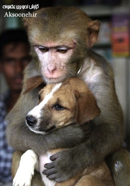 تصاویر زیبا از دوستی و همزیستی مسالمت‌آمیز حیوانات با یکدیگر