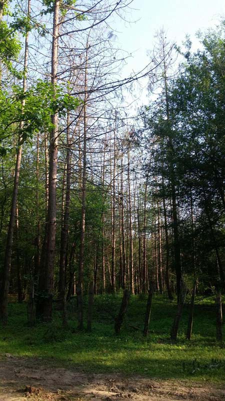 photo_2016_06_13_20_04_27.jpg (450×800)