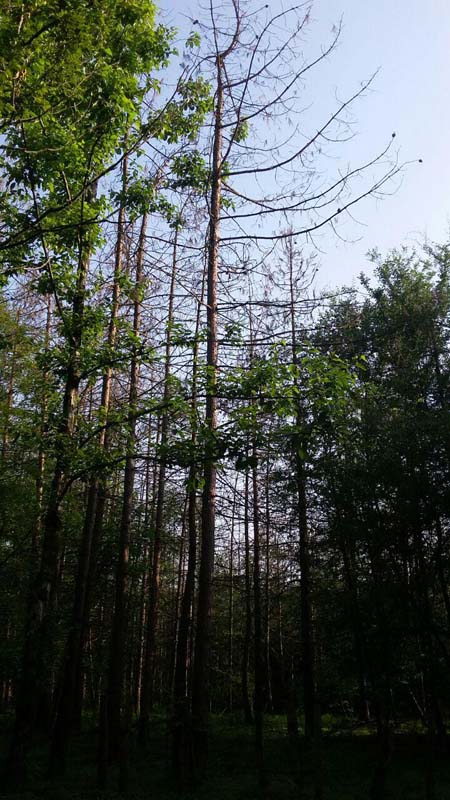 photo_2016_06_13_20_04_33.jpg (450×800)