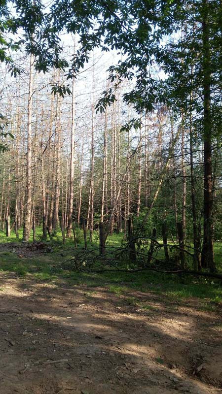 photo_2016_06_13_20_04_39.jpg (450×800)