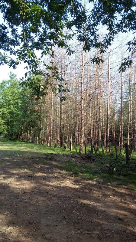 photo_2016_06_13_20_04_45.jpg (450×800)