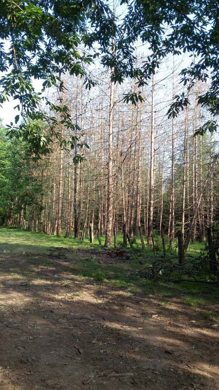 photo_2016_06_13_20_04_57.jpg (450×800)