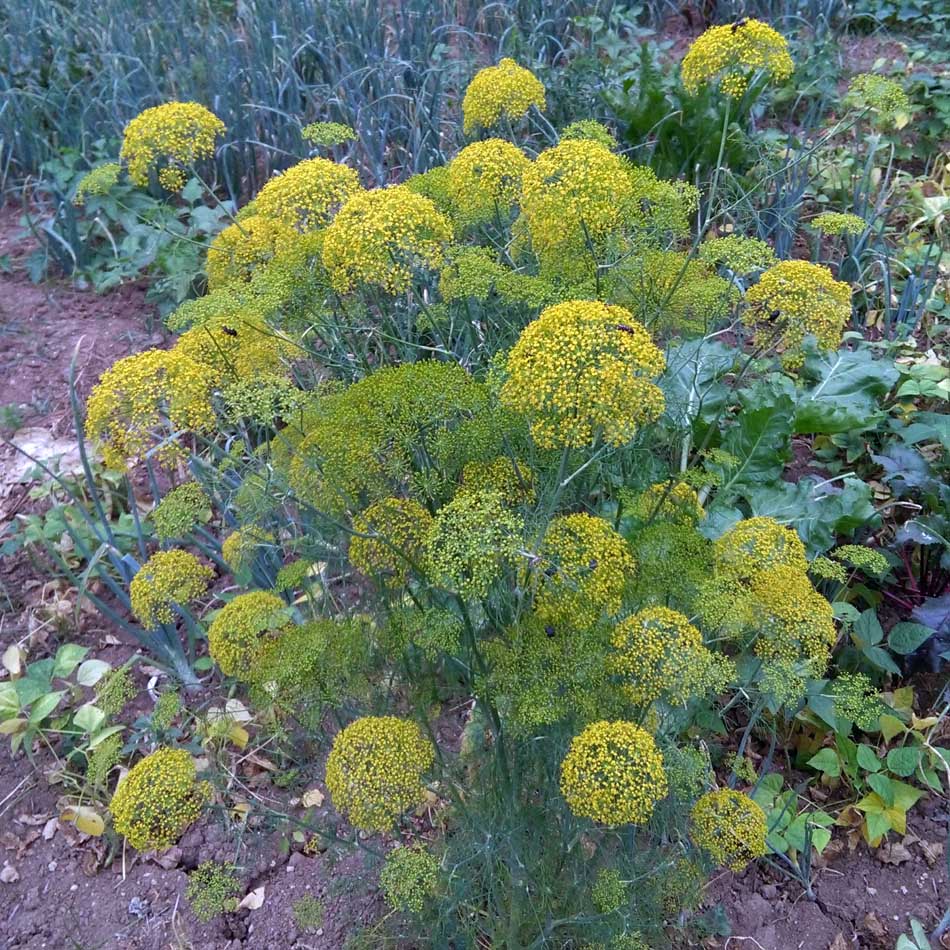 CM160610_17471804.jpg (950×950)