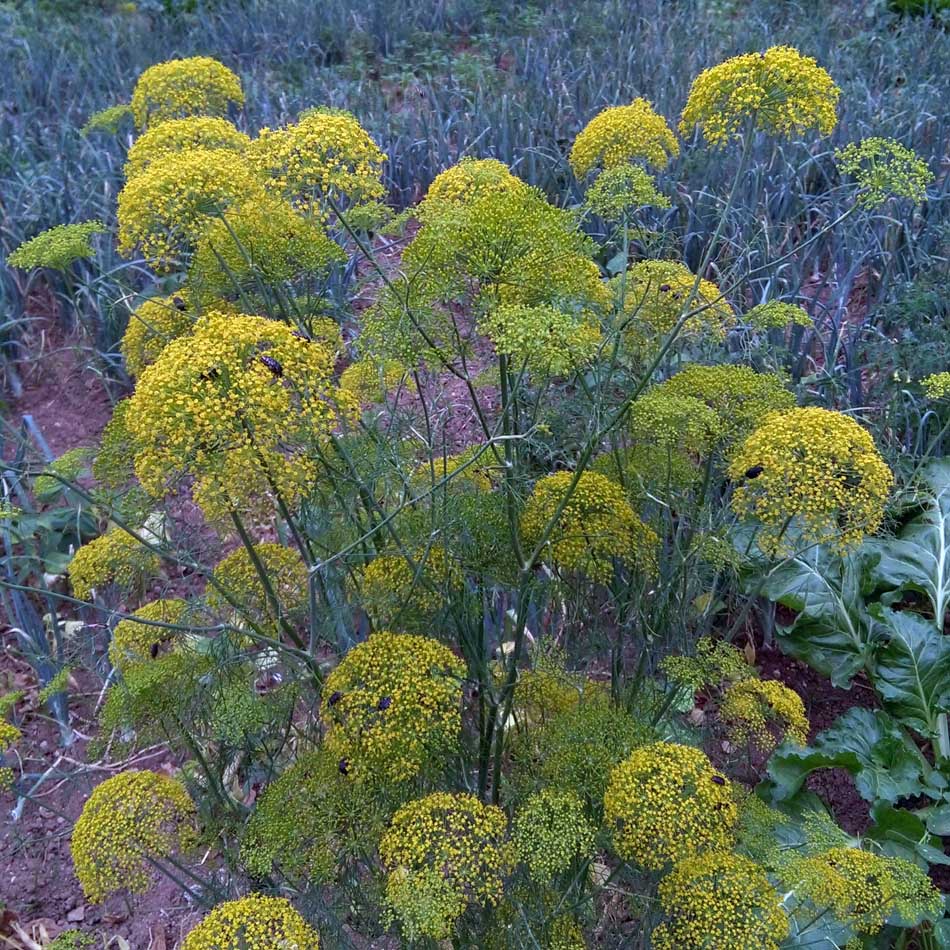 CM160610_17480108.jpg (950×950)