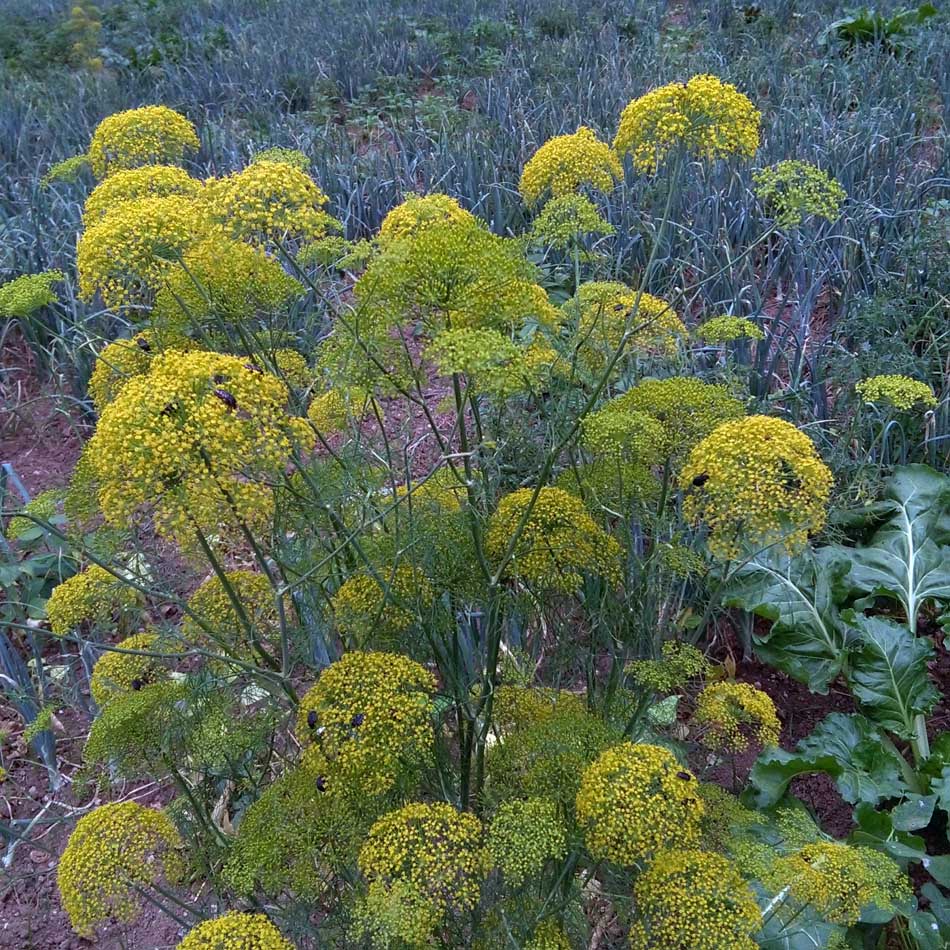 CM160610_17481509.jpg (950×950)