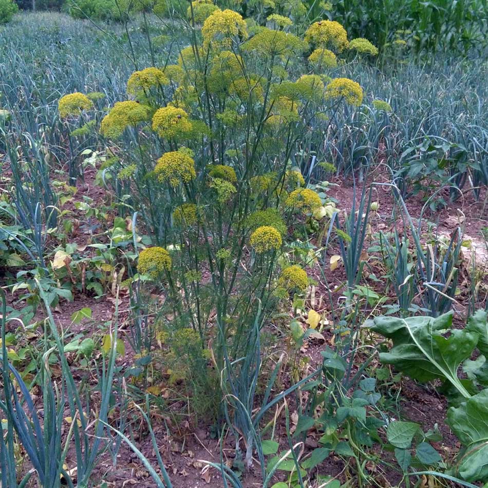 CM160610_17505418.jpg (950×950)