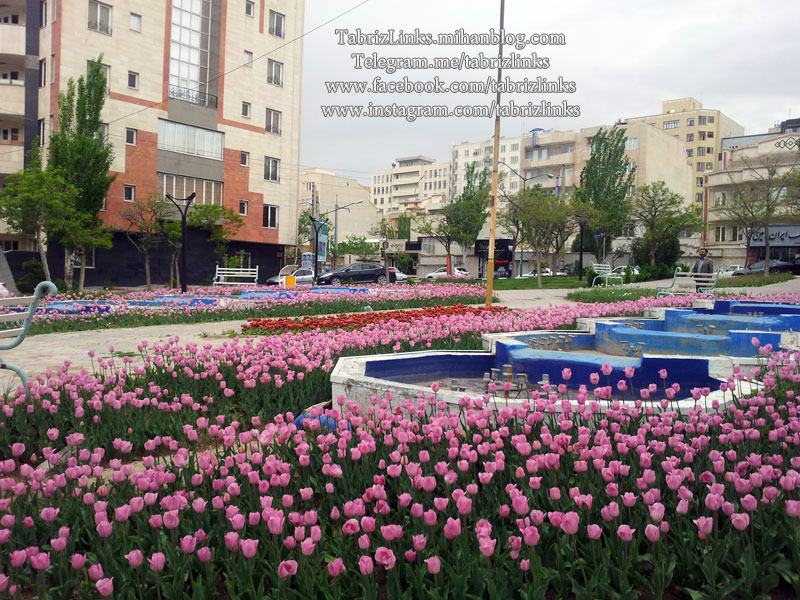 سازمان زیباسازی تبریز