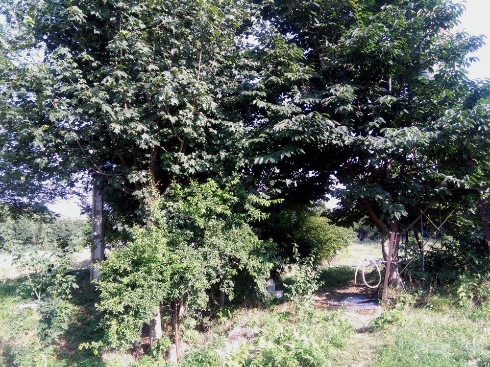 IMG_20160623_174142.jpg (1000×750)