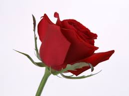 http://s6.picofile.com/file/8258197234/images11.jpeg