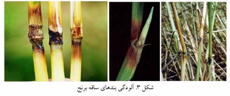 آلودگی بند های ساقه برنج به بیماری بلاست برنج