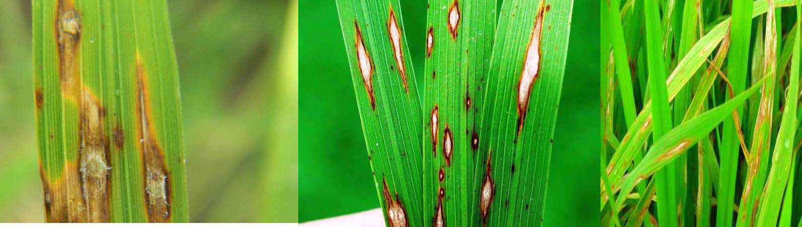 علائم و لکه های بیماری بلاست برنج روی برگ