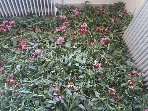 جمع آوری سرخارگل