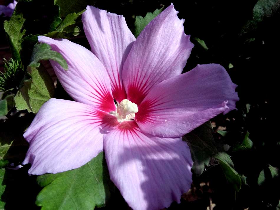 IMG_20160620_075601.jpg (950×713)