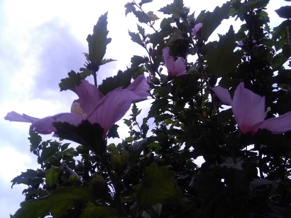 IMG_20160626_150611.jpg (950×713)