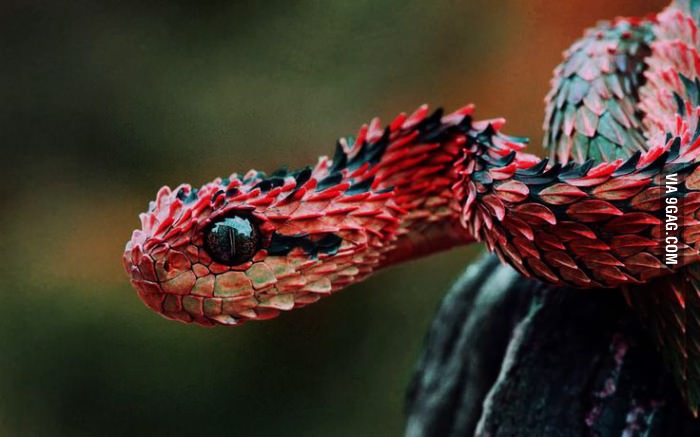 عکس زیبا حیوانات مار خوش رنگ و رنگی و افعی