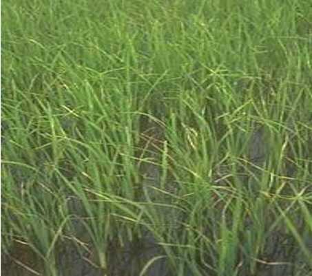 کمبود در برنج و بهترین نحوه مصرف کود در زراعت برنج