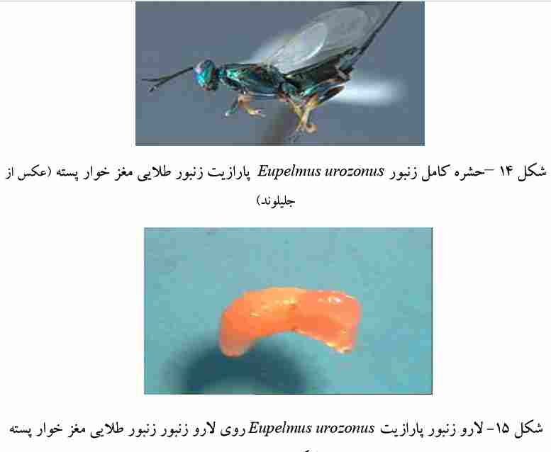 Eupelmus urozonus (Torymidae)