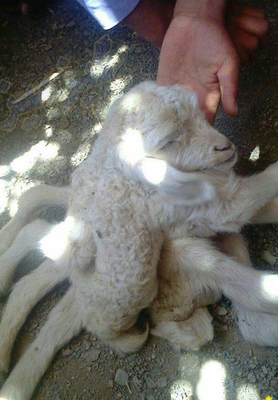 تولد گوسفند 8 پا در روستای چاه زرد حومه زاهدان