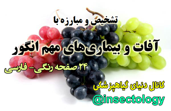 آفات و بیماری های انگور