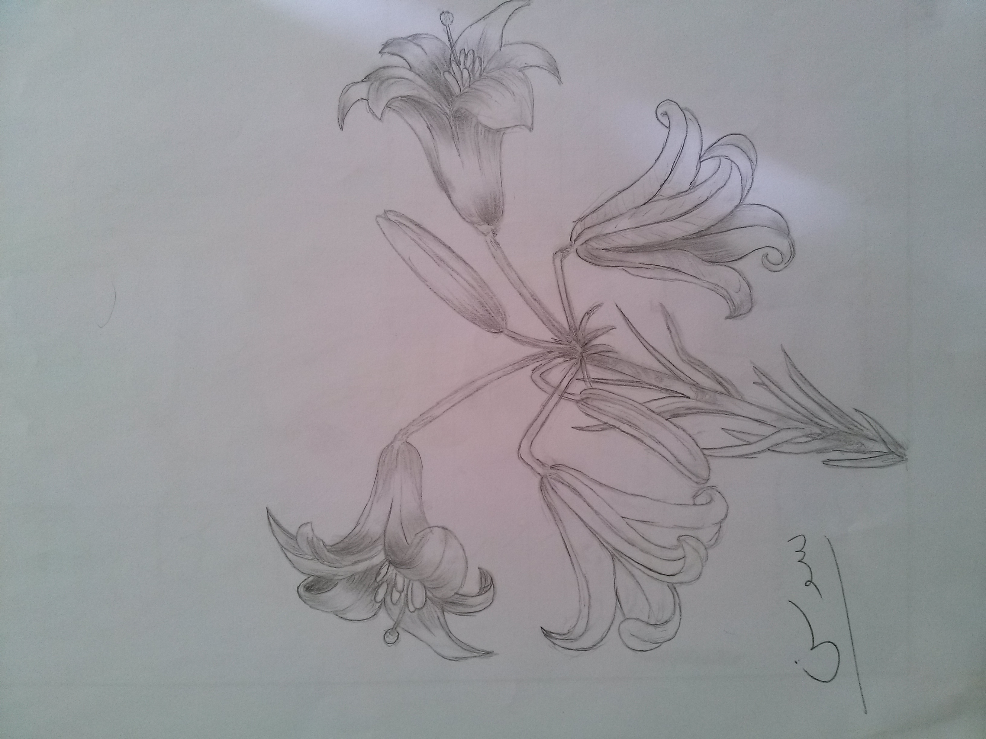 گل سوسن