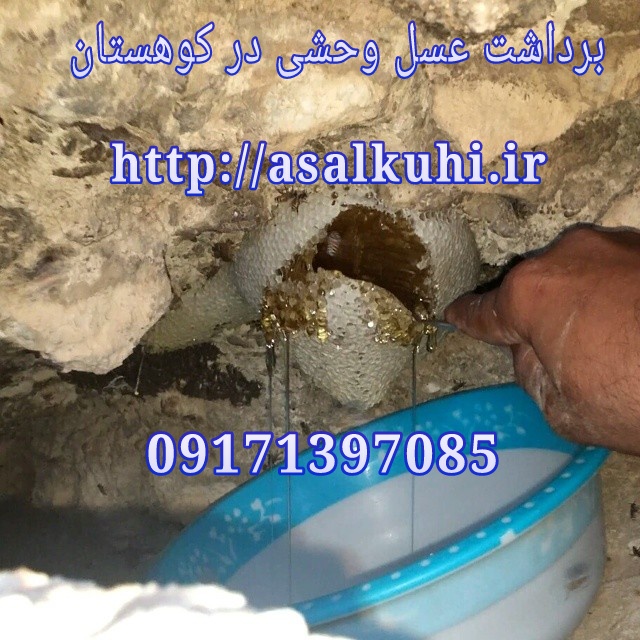 عسل کوهی