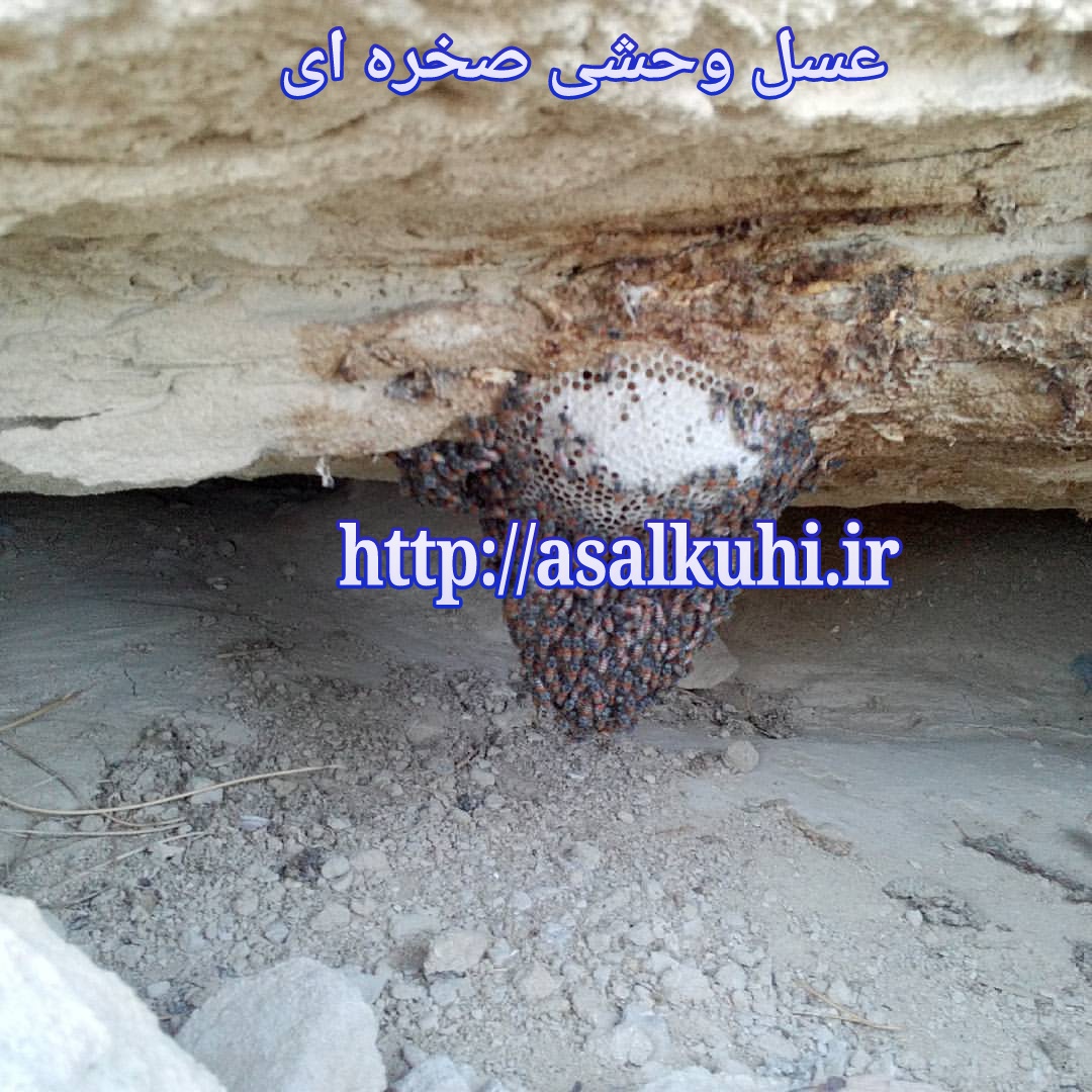 عسل کوهی