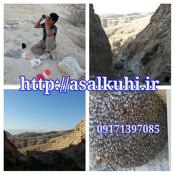 عسل کوهی