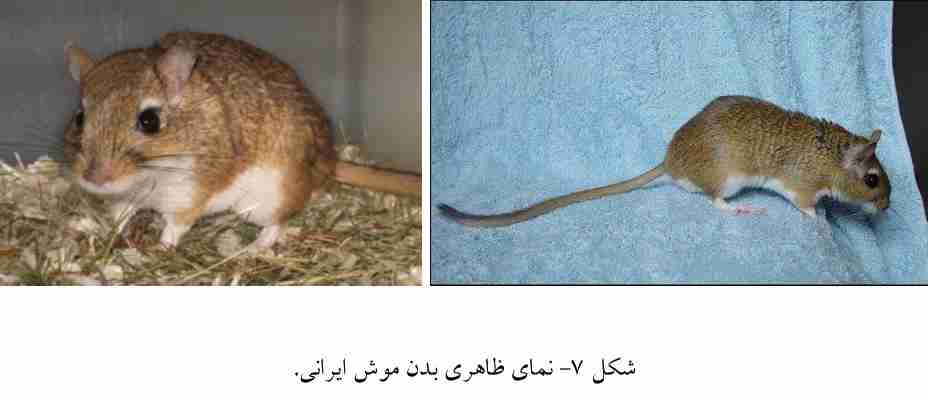 موش ایرانی