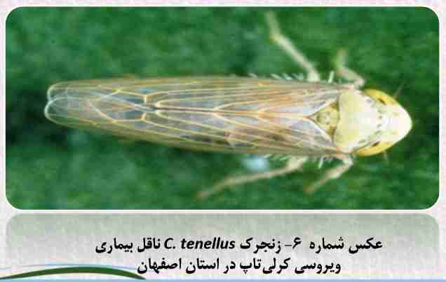 زنجرک c.tenellus ناقل بیماری ویروسی کرلی تاپ در اصفهان