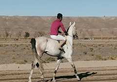 مسابقه اسب دوانی در خراسان جنوبی بیرجند شوکت آباد