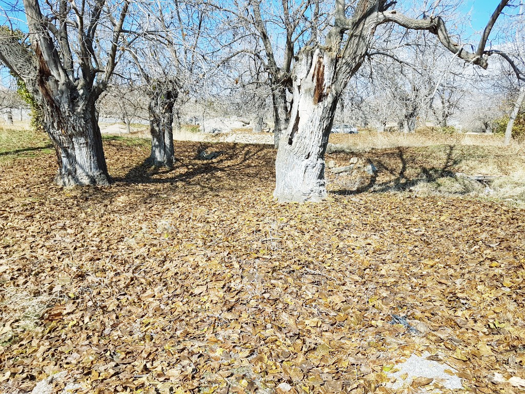 آرتیمان زیبا