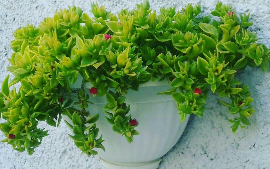 گل هاي تزيني هميشه سبز عامري 