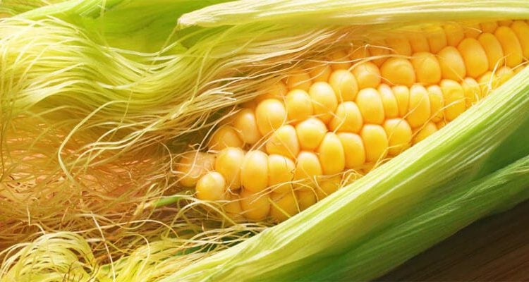 محافظت ذرت کاران طبایی از قلب با تولید بهترین نوع ذرت